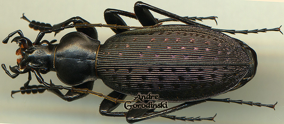 http://www.gorodinski.ru/carabus/Apotomopterus grossefoveatus achilles.jpg